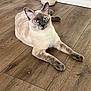 animal, canine, cat, dog, hardwood, kitten, manx, pet, siamese, stainedwood, wood
