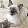 animal, cat, kitten, pet, siamese