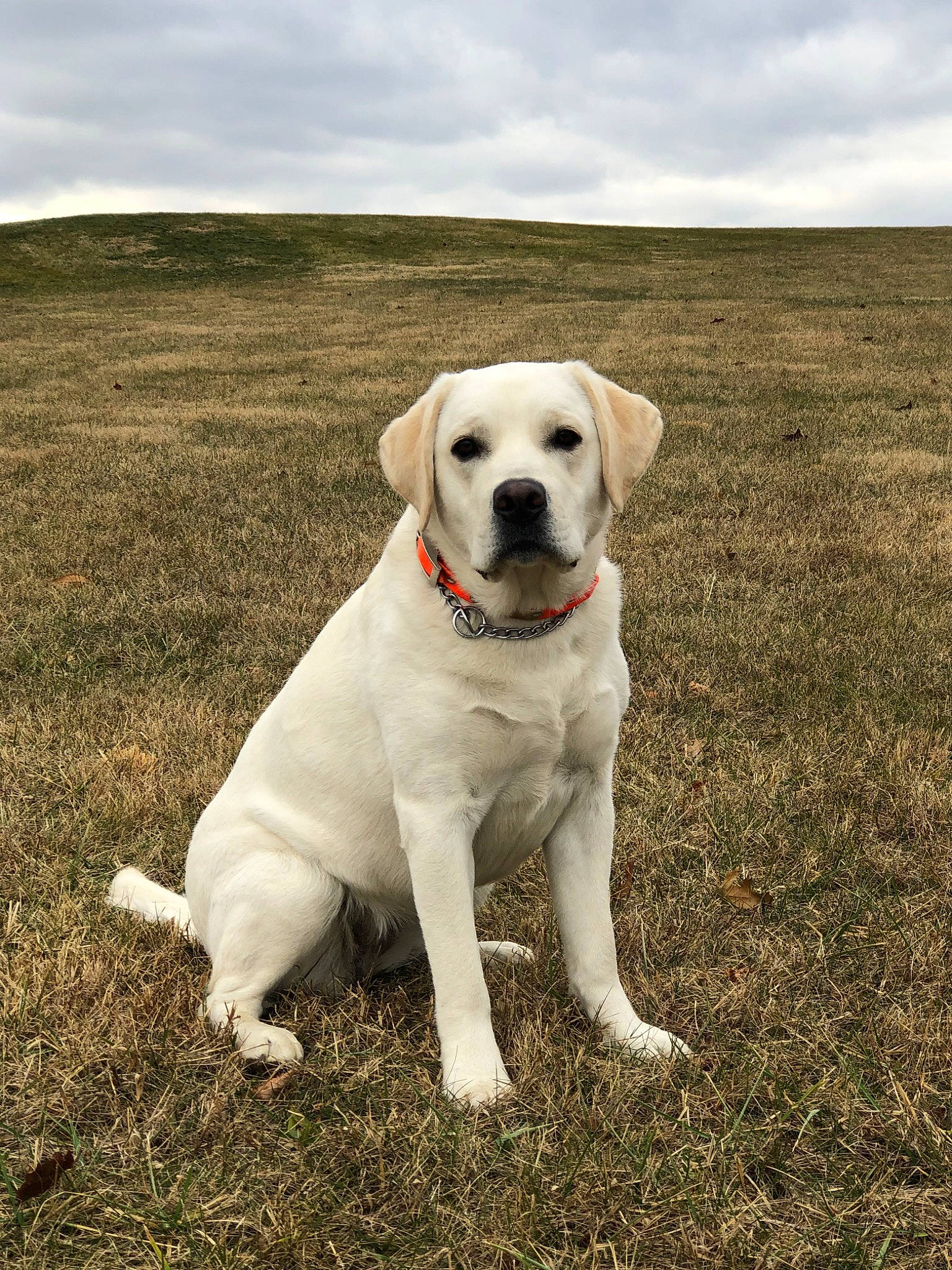 Kaia joined the competition — help win amazing prizes! canidae, carnivore, companion_dog, dog, dog_breed, fawn, grass, hunting_dog, labrador_retriever, mammal, puppy, retriever, snout, sporting_group, tail, vertebrate, yellow