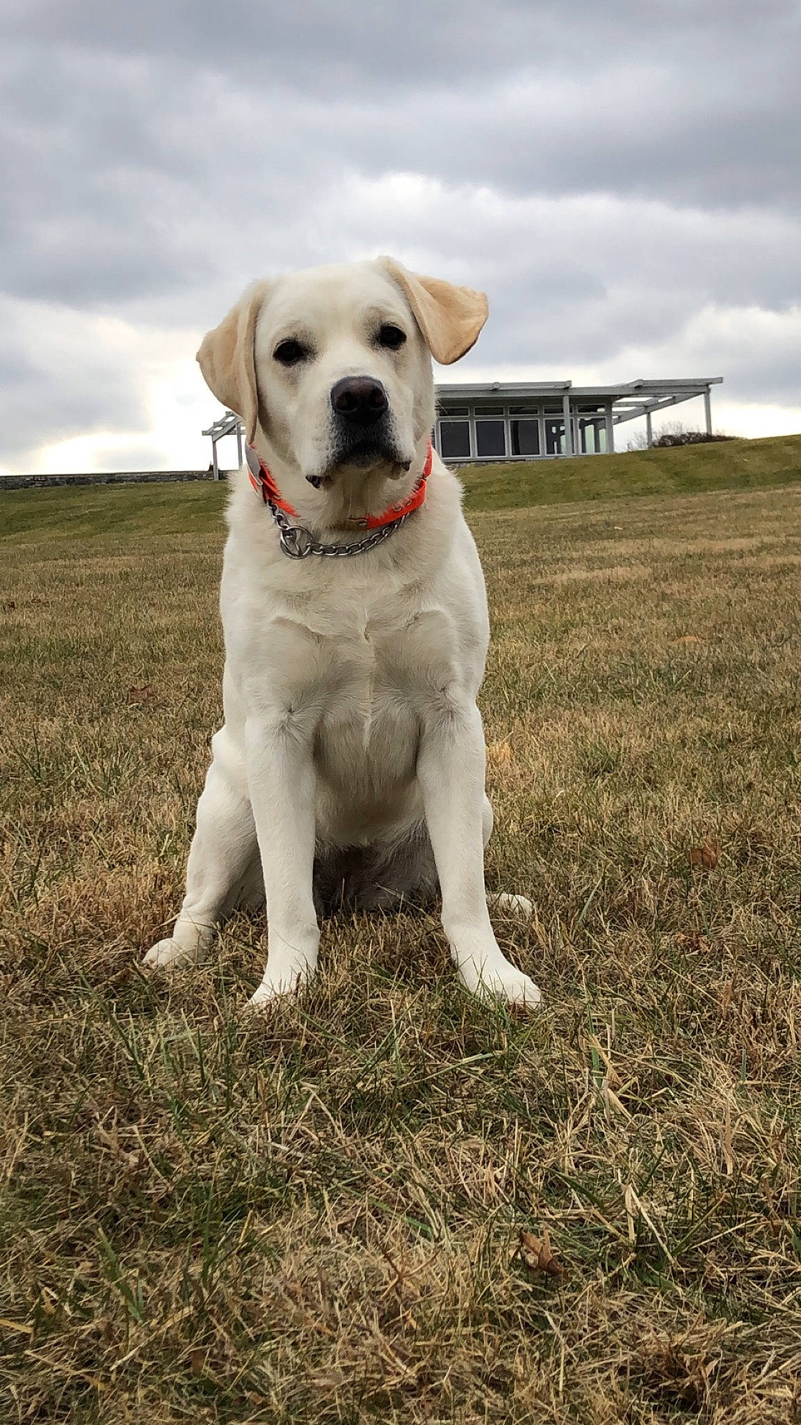 Kaia joined the competition — help win amazing prizes! canidae, carnivore, companion_dog, dog, dog_breed, fawn, golden_retriever, grass, labrador_retriever, mammal, puppy, retriever, snout, sporting_group, tail, vertebrate
