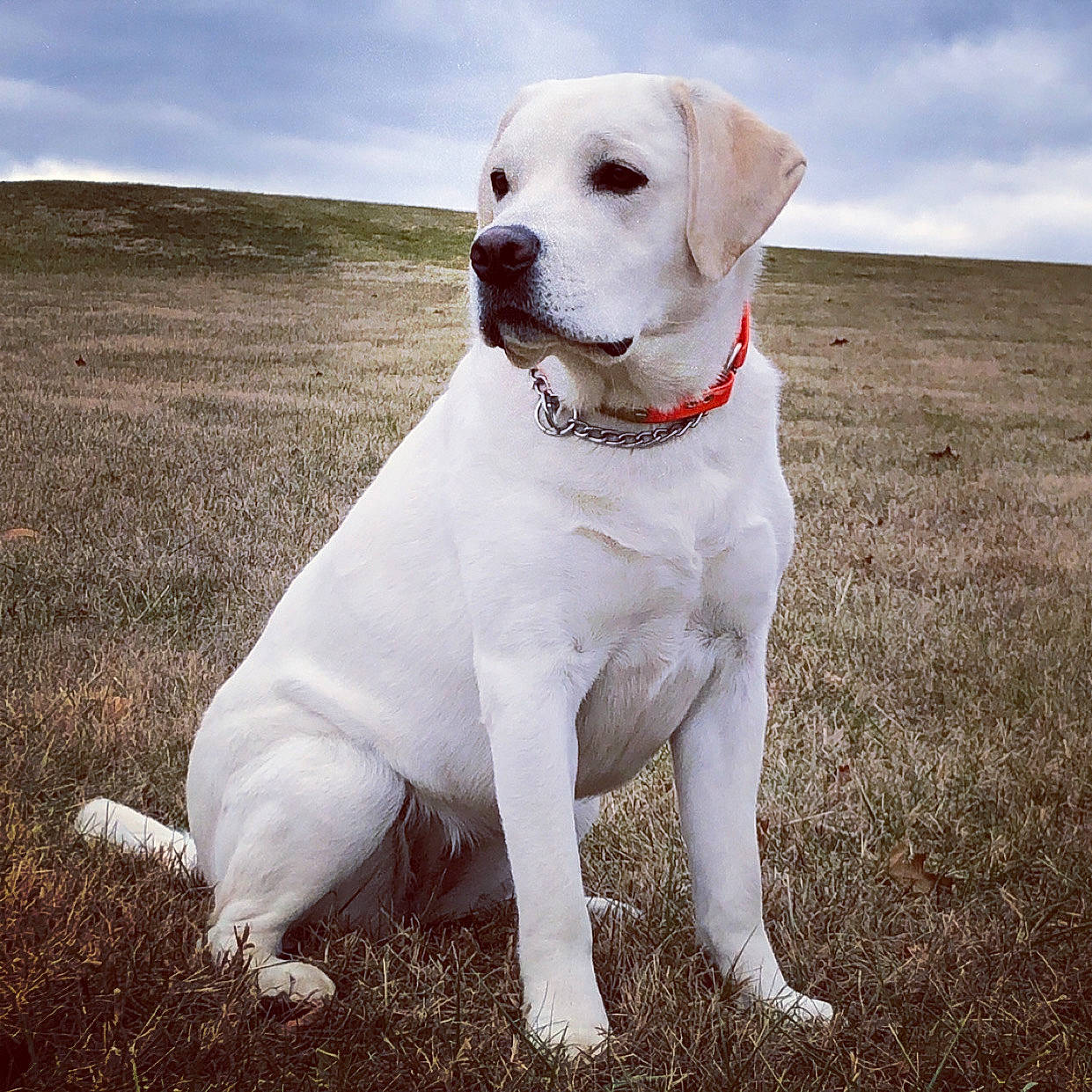 Kaia joined the competition — help win amazing prizes! canidae, carnivore, companion_dog, dog, dog_breed, hunting_dog, labrador_retriever, mammal, pointer, puppy, rare_breed_dog, retriever, sporting_group, tail, vertebrate