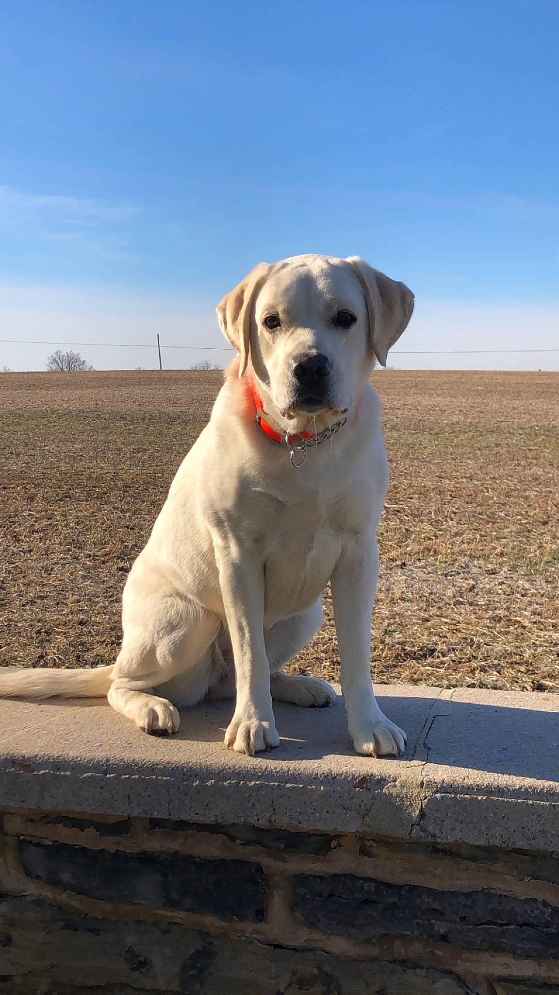 Kaia joined the competition — help win amazing prizes! akbash_dog, canidae, carnivore, companion_dog, dog, dog_breed, fawn, labrador_retriever, mammal, retriever, sporting_group, vertebrate