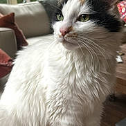 Luna joined the competition — help win amazing prizes! cat, fluffy, white, calico, indoor, green_eyes, sitting, feline, pet, living_room, sofa, cushion, window, natural_light, fur, whiskers, close_up, portrait, domestic_animal, cute