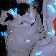 Bean is registered to the contest to win money with this photo: cat, black_and_white, butterflies, glowing, magical, dreamy, soft_light, whiskers, fur, sleepy, pets, animal, closeup, indoor, fantasy, sparkles, white_cloth, resting, cute, calm