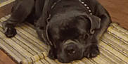 Shaggy joined the competition — help win amazing prizes! dog, black_dog, sleeping, indoor, rug, striped_rug, floor, wood_floor, pet, canine, resting, collar, home, cozy, animal, domestic, quiet, relaxed, laying_down, nap