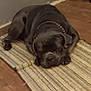 dog, black_dog, sleeping, indoor, rug, striped_rug, floor, wood_floor, pet, canine, resting, collar, home, cozy, animal, domestic, quiet, relaxed, laying_down, nap