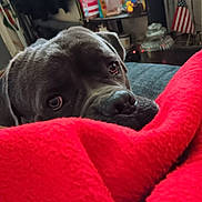 Shaggy is registered to the contest to win money with this photo: dog, pet, blanket, red, indoor, cozy, face, close_up, animal, fur, snout, eyes, ears, home, flag, shelf, container, soft, comfort, looking