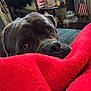 dog, pet, blanket, red, indoor, cozy, face, close_up, animal, fur, snout, eyes, ears, home, flag, shelf, container, soft, comfort, looking