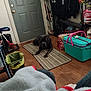 Shaggy joined the competition — help win amazing prizes! dog, black_dog, rug, striped_rug, door, wooden_floor, coat, clothing, cooler, trash_bin, plastic_bag, indoor, home, pet, floor, furniture, bag, plant, helmet, umbrella