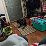 Shaggy joined the competition — help win amazing prizes! dog, black_dog, rug, door, floor, blanket, cooler, trash_bin, jackets, clutter, indoor, wood_floor, household_items, pet, resting, striped_rug, closed_door, casual, relaxed, home
