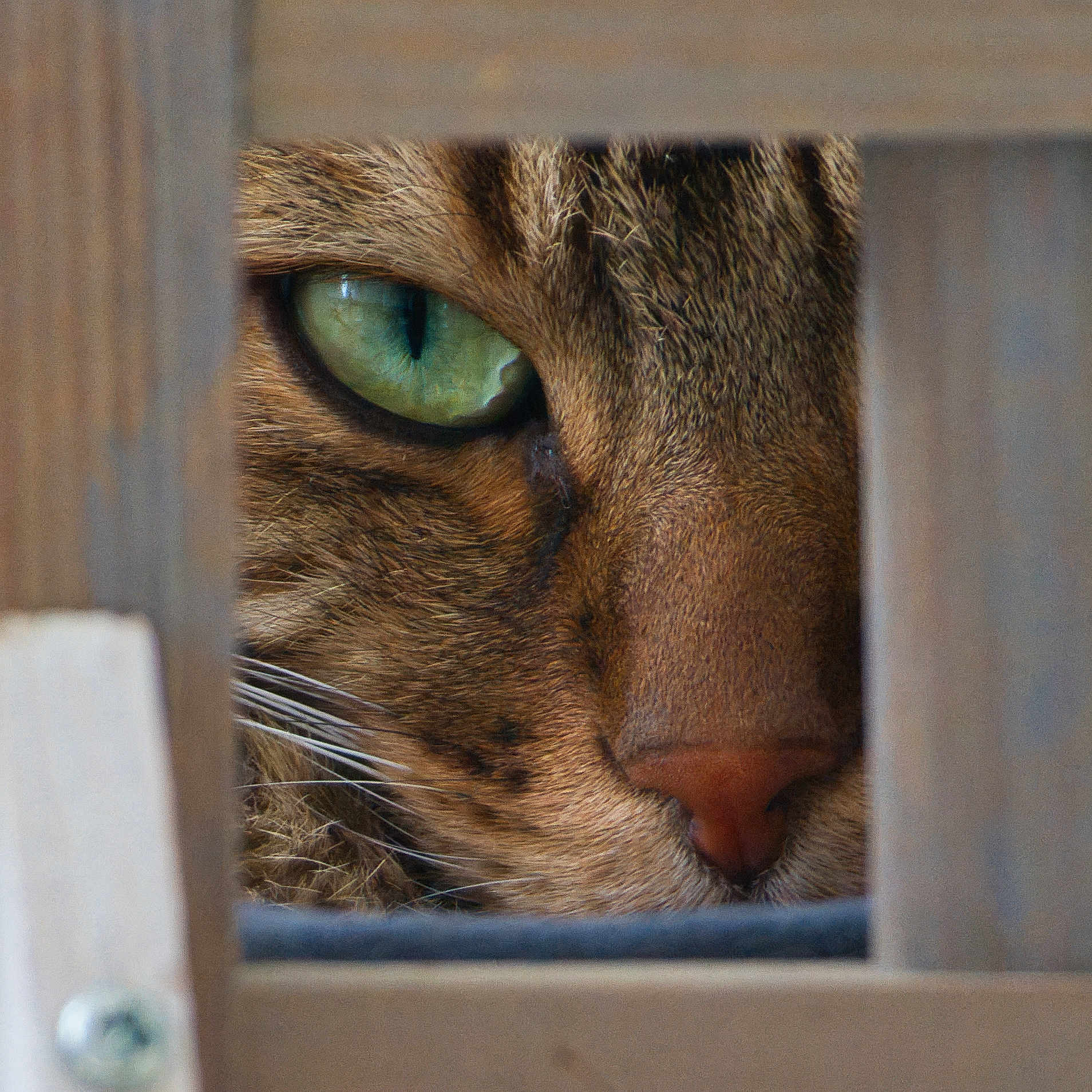 Simba a rejoint le concours — aidez-le/la à gagner de superbes lots ! animal, cat, close_up, curious, face, focus, fur, green_eye, hidden, intense, mammal, nature, outdoor, peeking, pet, portrait, tabby, texture, whiskers, wood
