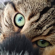 Simba a rejoint le concours — aidez-le/la à gagner de superbes lots ! cat, close_up, green_eyes, whiskers, fur, tabby, animal, pet, face, macro, blur, texture, eye, whisker, muzzle, feline, cute, domestic_animal, portrait, closeup