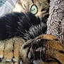 cat, paw, close_up, furry, green_eye, pet, animal, tabby, whiskers, cozy, blanket, soft, fur, claw, cute, indoor, relaxing, sleepy, mammal, feline