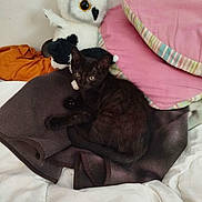 Bandit participe au concours pour gagner de l'argent avec cette photo : animal, bed, black_kitten, blanket, cat, cozy, cute, domestic_cat, fur, indoor, orange_blanket, owl_plush, pet, pillow, pink_pillow, resting, striped_pillow, stuffed_animal, whiskers, young_cat