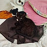 animal, bed, black_kitten, blanket, cat, cozy, cute, domestic_cat, fur, indoor, orange_blanket, owl_plush, pet, pillow, pink_pillow, resting, striped_pillow, stuffed_animal, whiskers, young_cat