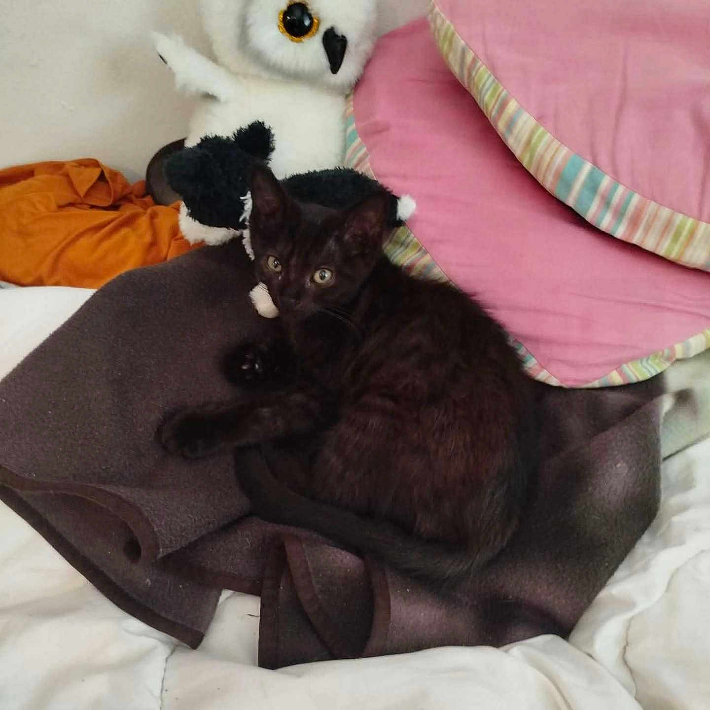 Bandit participe au concours pour gagner de l'argent avec cette photo : animal, bed, black_kitten, blanket, cat, cozy, cute, domestic_cat, fur, indoor, orange_blanket, owl_plush, pet, pillow, pink_pillow, resting, striped_pillow, stuffed_animal, whiskers, young_cat