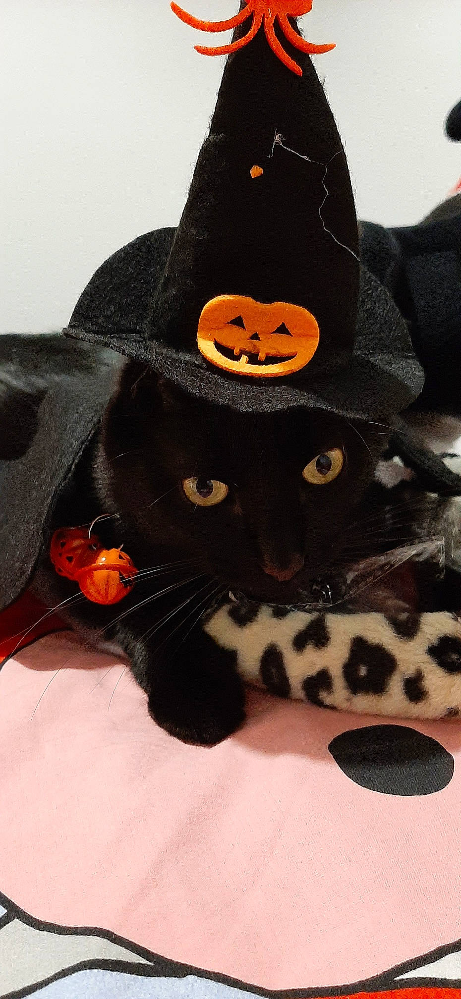 Chamallow a rejoint le concours — aidez-le/la à gagner de superbes lots ! black_cat, calabaza, cap, carnivore, cat, comfort, costume_hat, felidae, fur, hat, headgear, helmet, personal_protective_equipment, pumpkin, small_to_medium_sized_cats, snout, stuffed_toy, sunglasses, whiskers, witch_hat
