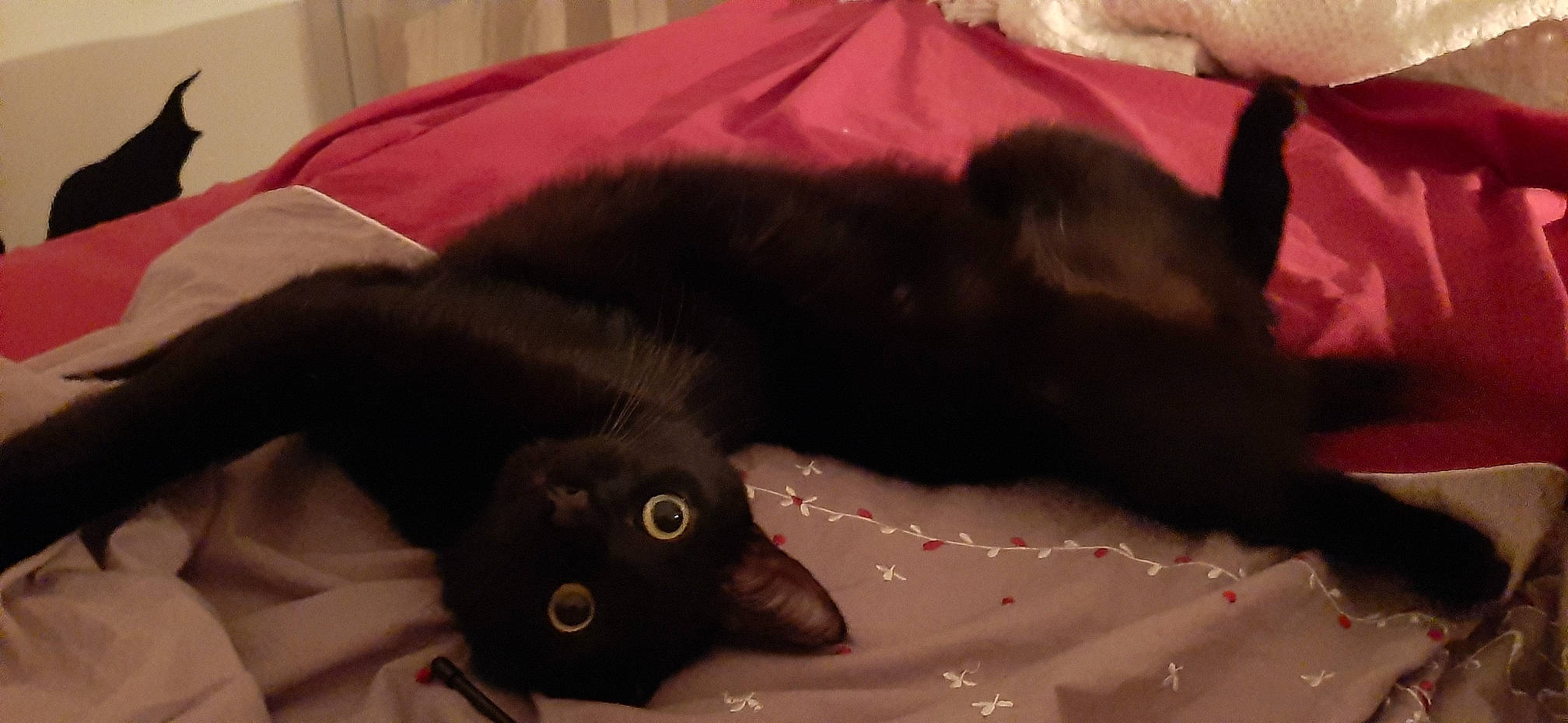 Chamallow a rejoint le concours — aidez-le/la à gagner de superbes lots ! black_cat, bombay, canidae, carnivore, cat, claw, comfort, dog_breed, domestic_short_haired_cat, felidae, fur, liver, mammal, small_to_medium_sized_cats, snout, sporting_group, tail, terrestrial_animal, vertebrate, whiskers