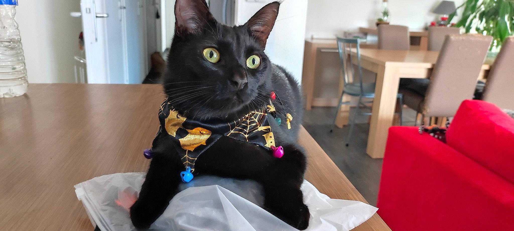 Chamallow a rejoint le concours — aidez-le/la à gagner de superbes lots ! black_cat, bombay, bow_tie, carnivore, cat, chair, domestic_short_haired_cat, event, eye, fashion_accessory, felidae, fur, head, personal_protective_equipment, plant, sitting, small_to_medium_sized_cats, snout, table, whiskers