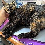 Big Mac joined the competition — help win amazing prizes! cat, tortoiseshell_cat, sleepy, relaxed, pet, feline, whiskers, ears, paws, fur, black_fur, orange_fur, indoor, laptop, computer, desk, hand, petting, close_up, cozy
