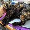 cat, tortoiseshell_cat, sleepy, relaxed, pet, feline, whiskers, ears, paws, fur, black_fur, orange_fur, indoor, laptop, computer, desk, hand, petting, close_up, cozy