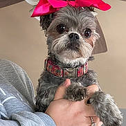 Izzy is registered to the contest to win money with this photo: accessories, adult, affenpinscher, animal, bodypart, canine, dog, finger, hand, jewelry, male, man, person, pet, poodle, puppy, ring, terrier, whitedog, wrist
