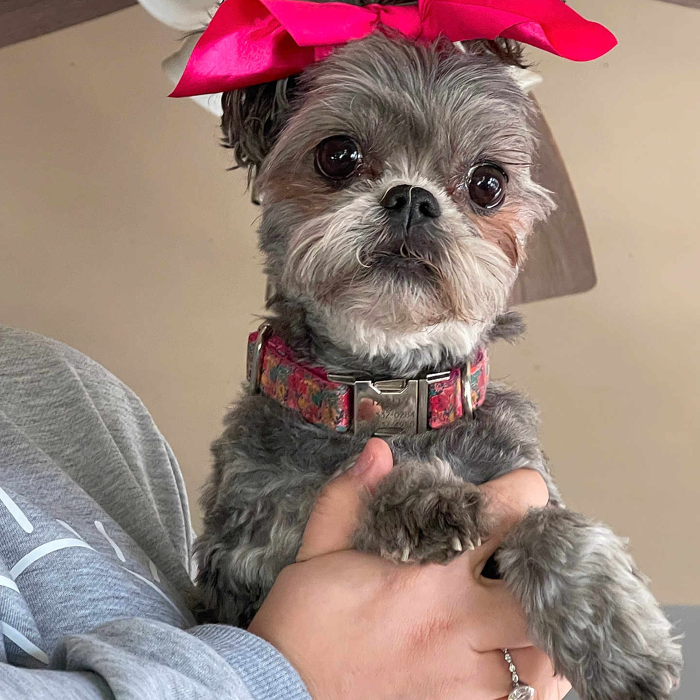 Izzy is registered to the contest to win money with this photo: accessories, adult, affenpinscher, animal, bodypart, canine, dog, finger, hand, jewelry, male, man, person, pet, poodle, puppy, ring, terrier, whitedog, wrist