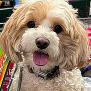 Elektra is registered to the contest to win money with this photo: dog, shopping_cart, pet, store, curly_fur, tongue_out, happy, animal, indoor, retail, leash, collar, brown_and_white, cute, mammal, front_paws, close_up, commerce, shelves, products