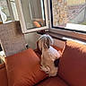 Vanille participe au concours pour gagner de l'argent avec cette photo : chair, couch, cushion, dog, fluffy, home_interior, indoor, looking_out_window, open_window, orange_couch, penguin_toy, pet, pony_tail, relaxing, small_dog, stone_wall, sunlight, toy, white_dog, window