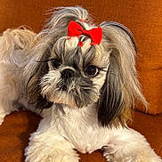 Vanille participe au concours pour gagner de l'argent avec cette photo : dog, shih_tzu, pet, red_bow, bow, fluffy, fur, puppy, cute, brown_couch, orange_background, closeup, portrait, big_eyes, whiskers, paws, groomed, indoor, small_dog, long_hair