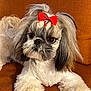 dog, shih_tzu, pet, red_bow, bow, fluffy, fur, puppy, cute, brown_couch, orange_background, closeup, portrait, big_eyes, whiskers, paws, groomed, indoor, small_dog, long_hair