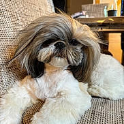 Vanille participe au concours pour gagner de l'argent avec cette photo : animal, brown_fur, closeup, couch, cute, dog, face, fluffy, fur, furniture, home, indoor, living_room, long_hair, pet, portrait, relaxed, sitting, small_dog, white_fur