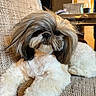 animal, brown_fur, closeup, couch, cute, dog, face, fluffy, fur, furniture, home, indoor, living_room, long_hair, pet, portrait, relaxed, sitting, small_dog, white_fur