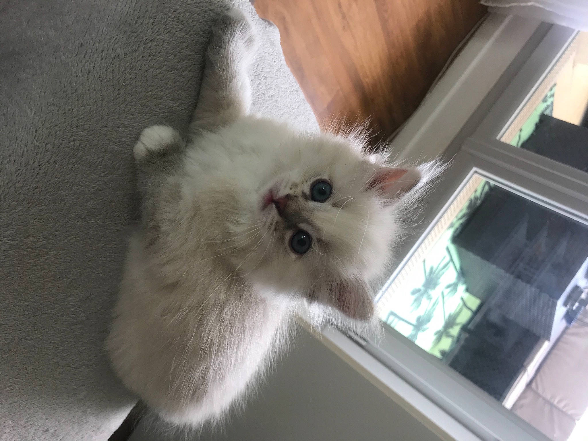 Hinata a rejoint le concours — aidez-le/la à gagner de superbes lots ! box, british_longhair, carnivore, cat, domestic_short_haired_cat, fawn, felidae, fur, paw, ragdoll, small_to_medium_sized_cats, snout, tail, whiskers, window