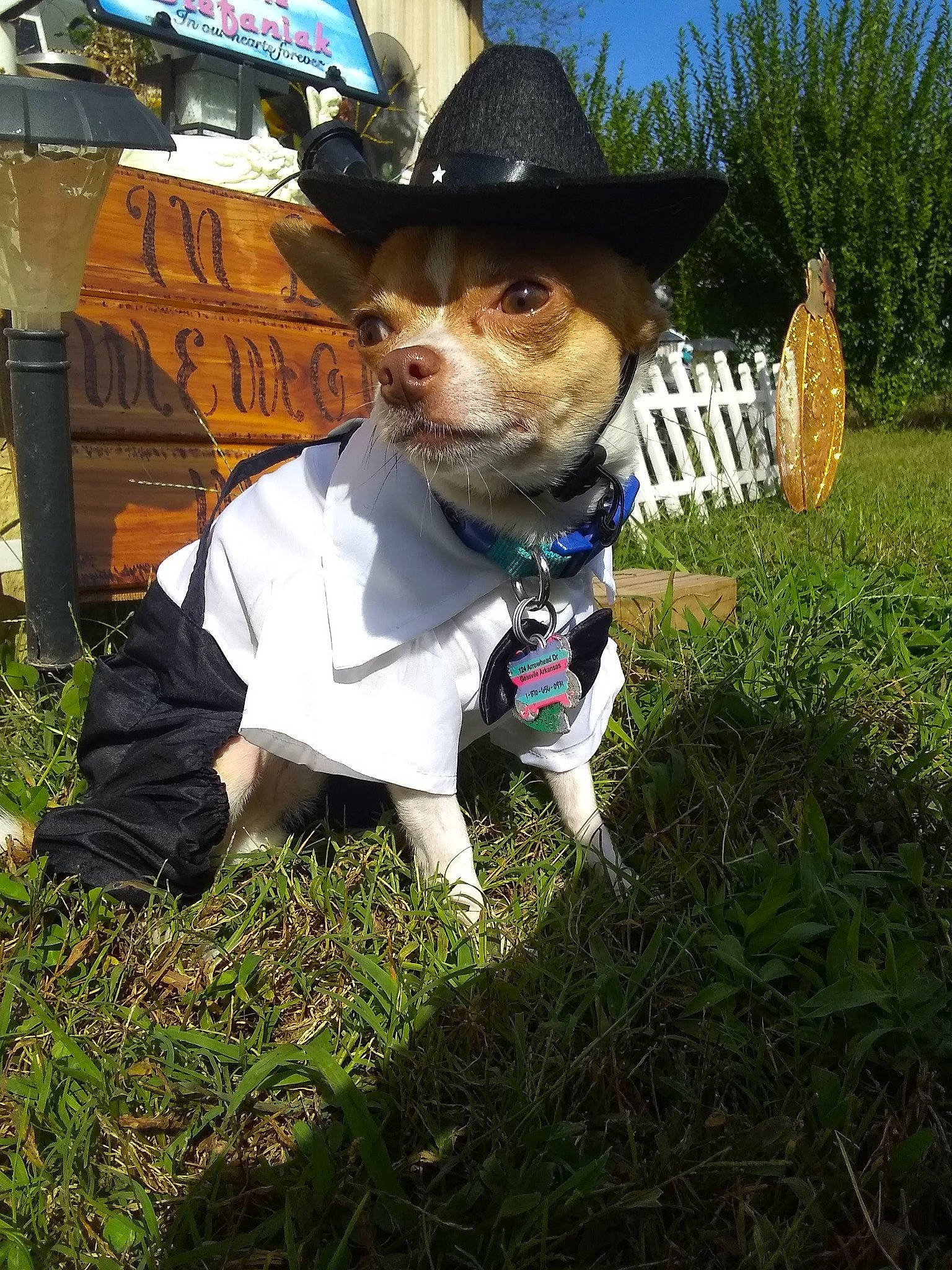 Half Pint is registered to the contest to win money with this photo: canidae, carnivore, chihuahua, companion_dog, dog, dog_breed, dog_clothes, fashion_accessory, grass, hat, miniature_fox_terrier, puppy, rat_terrier, terrier, toy_dog, toy_fox_terrier