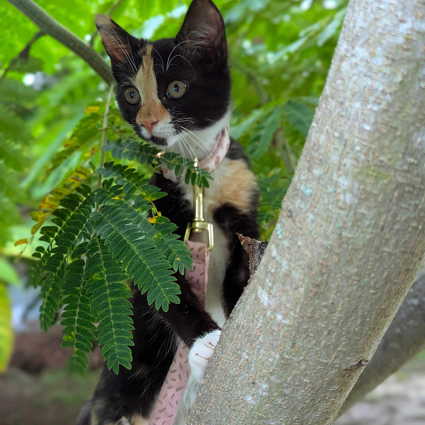 Sophie Mar joined the competition — help win amazing prizes! animal, calico, cat, climbing, closeup, collar, curious, daylight, fur, greenery, kitten, leash, leaves, mammal, nature, outdoor, pet, tree, whiskers, young