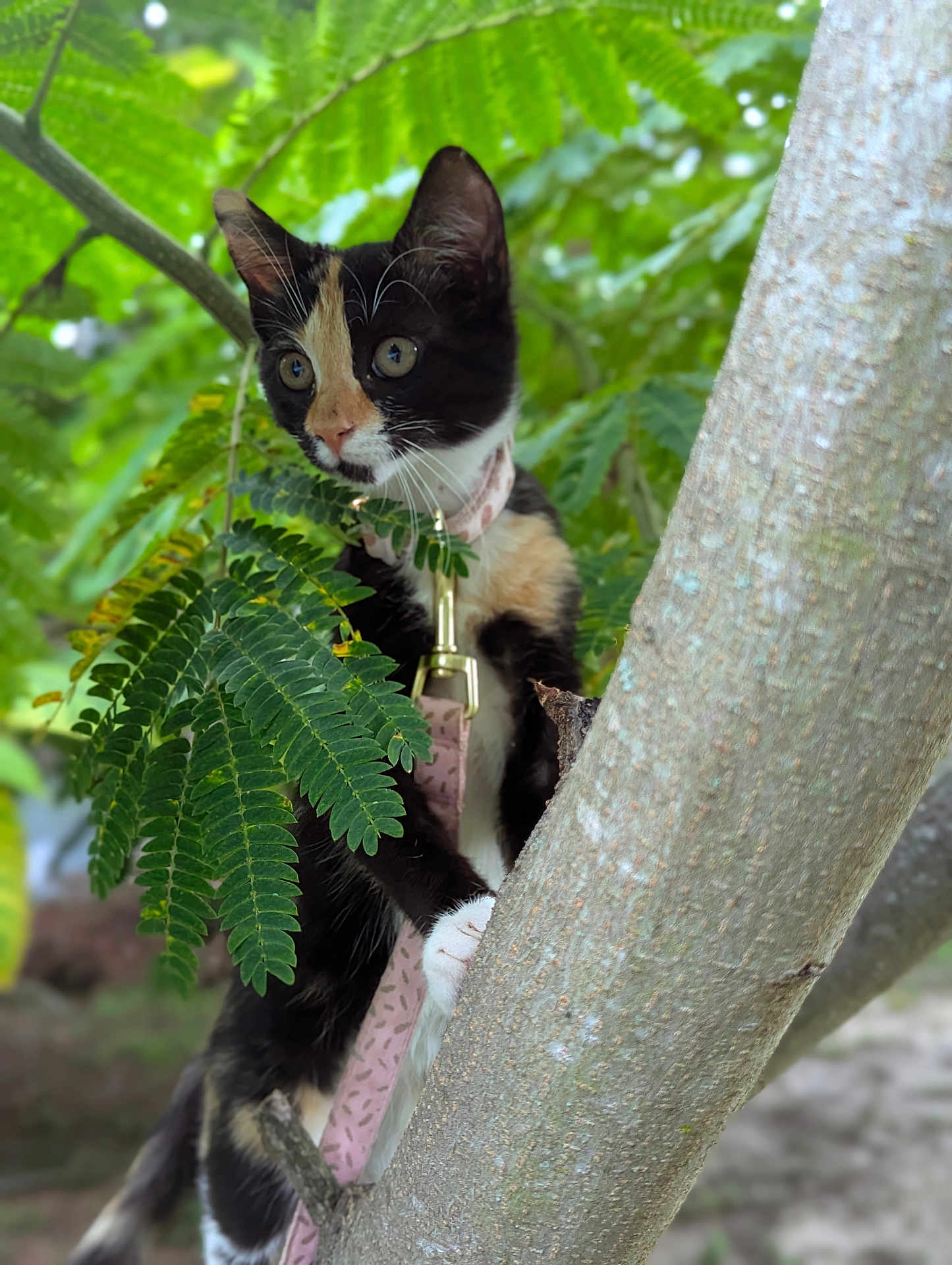 Sophie Mar joined the competition — help win amazing prizes! animal, calico, cat, climbing, closeup, collar, curious, daylight, fur, greenery, kitten, leash, leaves, mammal, nature, outdoor, pet, tree, whiskers, young