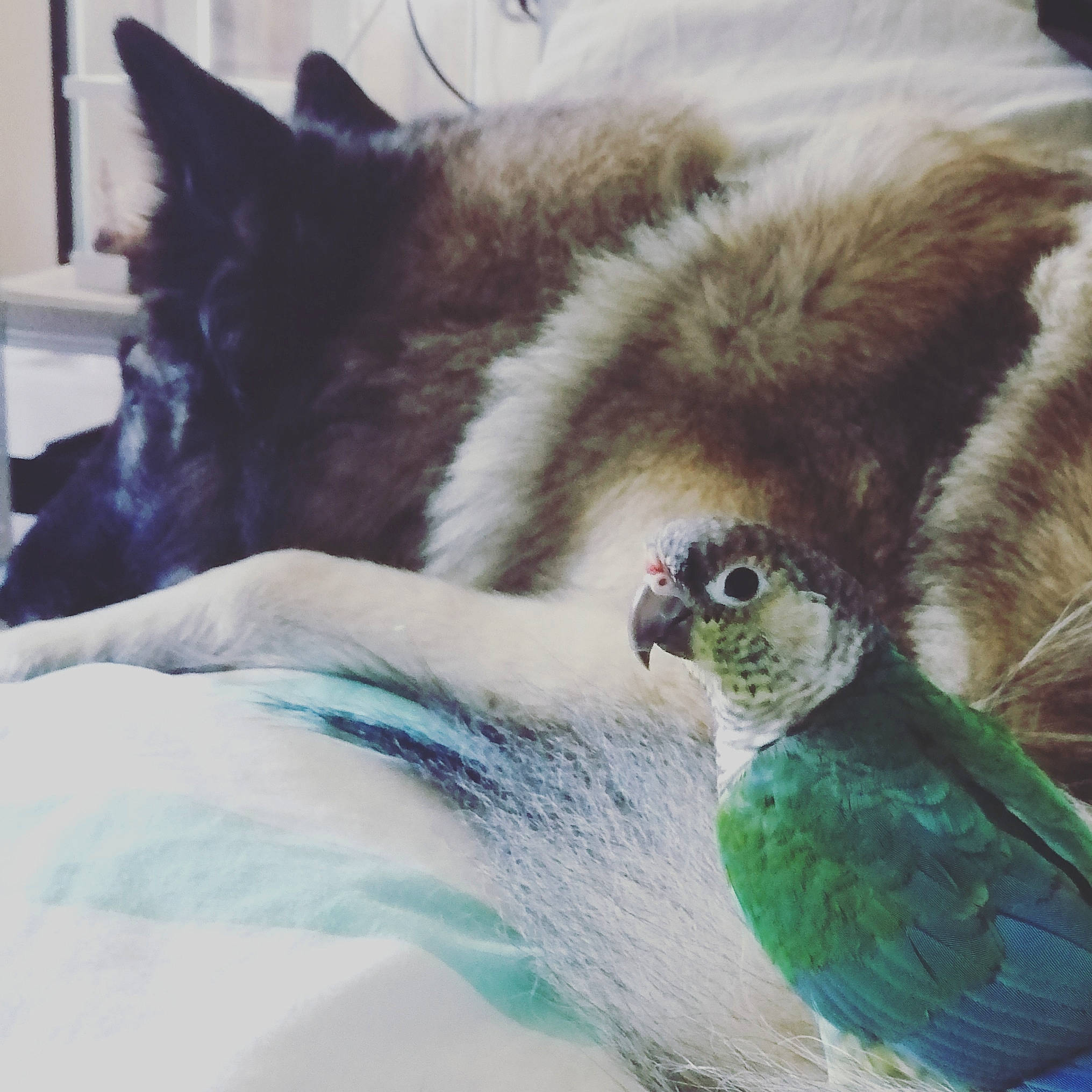 Lucifer a rejoint le concours — aidez-le/la à gagner de superbes lots ! akita, bird, canidae, carnivore, cat, ear, eye, feather, fur, tail, wildlife