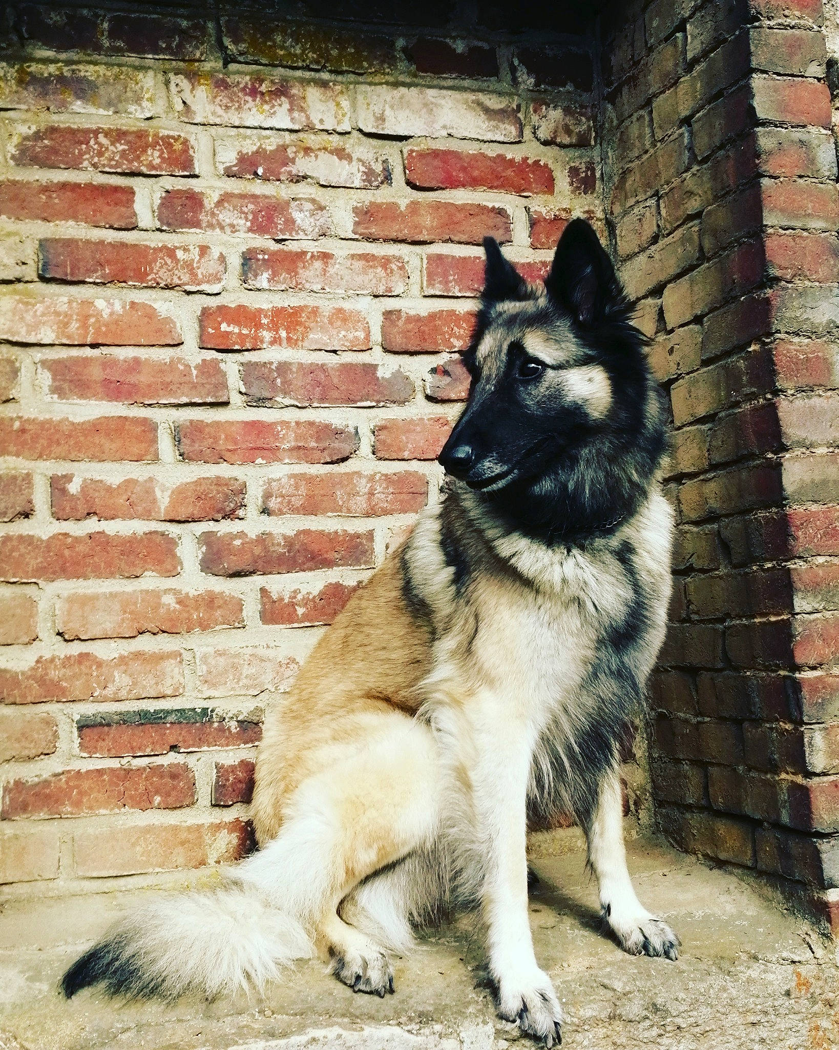 Lucifer participe au concours pour gagner de l'argent avec cette photo : akita, canidae, carnivore, dog, dog_breed, mammal, native_american_indian_dog, norwegian_elkhound, rare_breed_dog, siberian_husky, snout, tail, vertebrate, wall