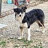 dog, black_and_white, outdoor, gravel, grass, fence, curious, pet, animal, standing, alert, backyard, nature, fur, ears, tail, ground, daylight, canine, looking