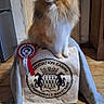 Vivi a rejoint le concours — aidez-le/la à gagner de superbes lots ! dog, shetland_sheepdog, award, rosette, indoor, floor, tile_floor, door, stool, cloth, logo, pet, animal, furry, cute, brown, white, long_hair, sitting, household
