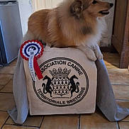 Vivi participe au concours pour gagner de l'argent avec cette photo : dog, shetland_sheepdog, indoor, floor, tile_floor, box, cloth, rosette, award, canine_association, pet, animal, brown_fur, white_fur, door, cabinet, kitchen, proud, pet_award, furniture