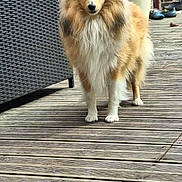 Vivi participe au concours pour gagner de l'argent avec cette photo : alert, animal, brick_wall, canine, dog, domestic, ears, face, flower_pot, fluffy, fur, furniture, outdoor, paws, pet, plant, shetland_sheepdog, standing, tail, wooden_deck
