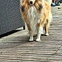 alert, animal, brick_wall, canine, dog, domestic, ears, face, flower_pot, fluffy, fur, furniture, outdoor, paws, pet, plant, shetland_sheepdog, standing, tail, wooden_deck