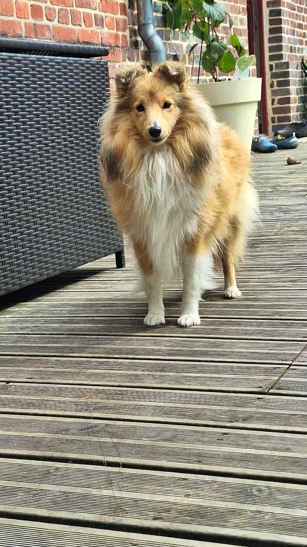 Vivi