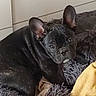 dog, french_bulldog, puppy, black_dog, pet, indoor, dog_bed, blanket, cozy, fur, ears, cute, animal, resting, looking, young_dog, home, domestic_animal, companion, snuggle