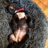puppy, dog, sleeping, bed, fluffy, black_and_white, collar, paw, hand, tile_floor, indoor, cute, pet, relaxed, lying_down, cozy, fur, small_dog, resting, animal