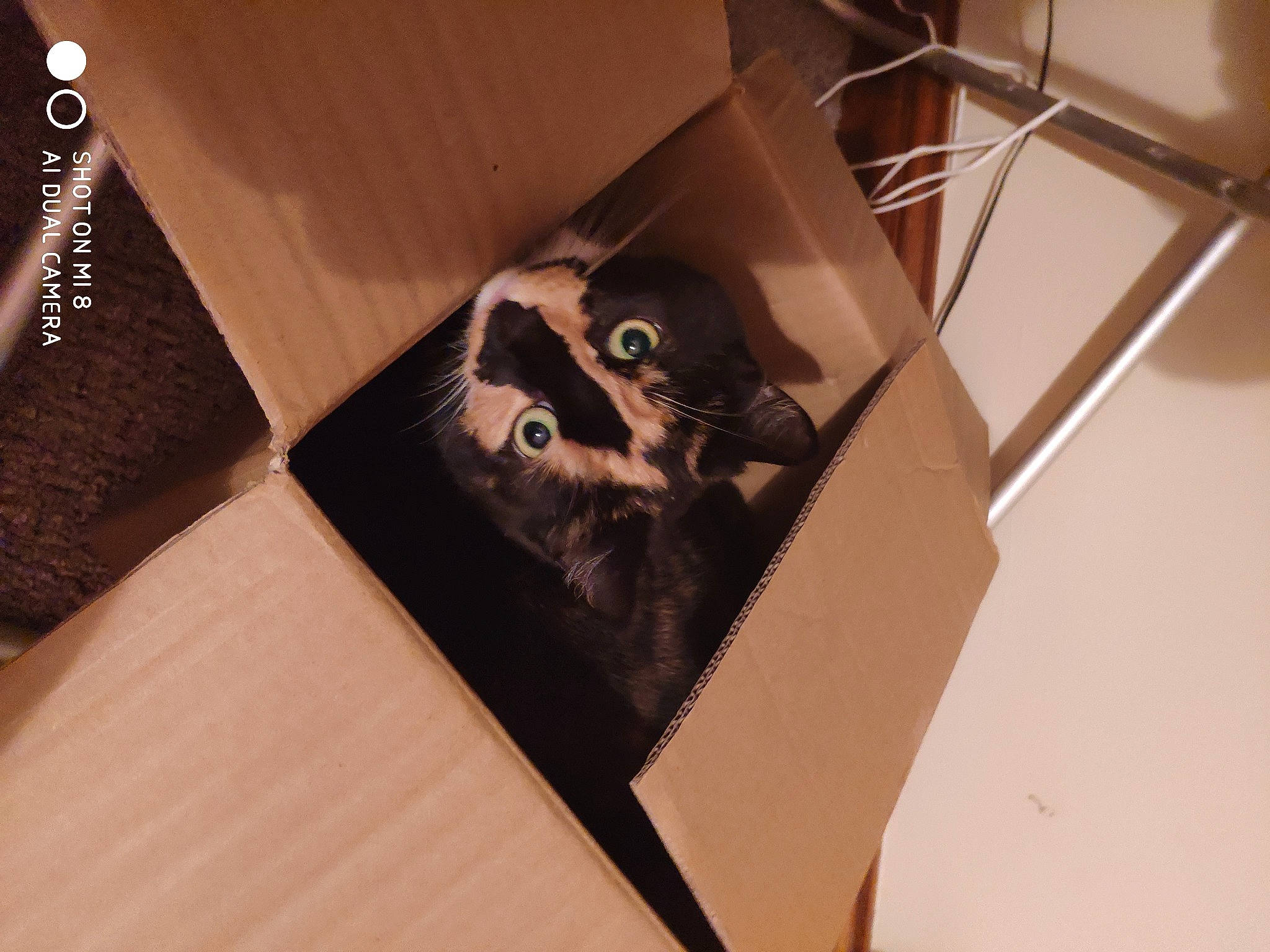 Girly joined the competition — help win amazing prizes! cat, whiskers