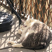 Pilou participe au concours pour gagner de l'argent avec cette photo : cat, gray_cat, white_cat, sunlight, balcony, shadow, lattice_fence, relaxing, playful, paw, fur, outdoor, pet, animal, resting, sunny, floor, pattern, daylight, cozy