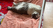 Pilou participe au concours pour gagner de l'argent avec cette photo : cat, dog, blanket, bed, couch, indoor, pet, furniture, floor, relaxing, animal, cozy, fur, white, gray, red, pink, wooden_floor, resting, living_room